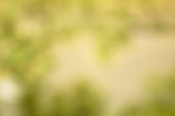 Light shining on tree leaves. Blur Abstract Background. green leaves Summer Background. Focus Bokeh...