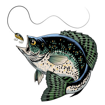 Crappie Fish Catching The Fishing Lure