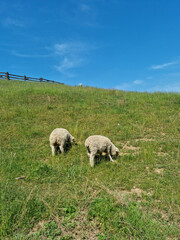 
These are sheep on the meadow.