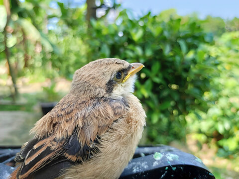 A brown bentor bird with beautiful brown feathers is looking at the sky. Suitable for bird enthusiasts, nature photographers, and nature lovers who love the unique beauty of birds.