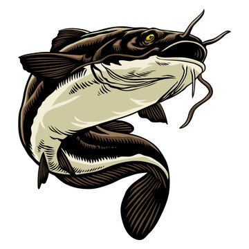 Hand Drawn Illustration of Catfish Isolated