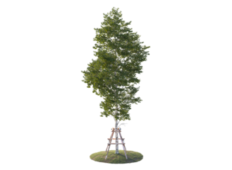 tree with tree support on grass