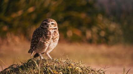 Owl in Miramar, Córdoba