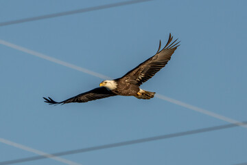 american bald eagle