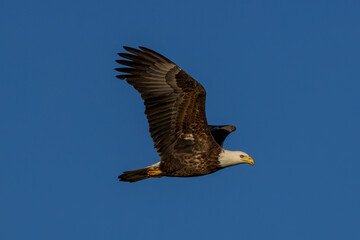 bald eagle in flight