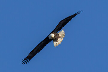 bald eagle in flight