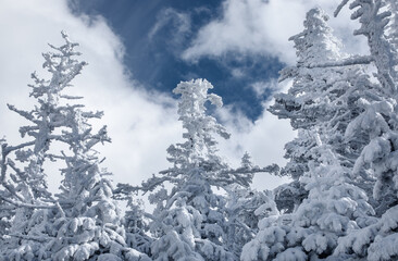 Snow and rime ice covered conifer trees near the summit of Mount Jackson, New Hampshire 