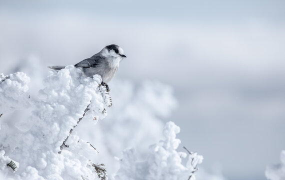 Gray jay on a snow and rime ice covered tree from the summit of Mount Jackson, New Hampshire 