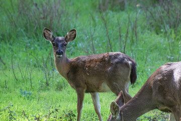 California Nature and Wildlife