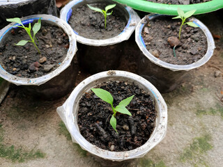 Chili tree seedlings with small leaves starting to develop.  concept for Agricultural Education, Agricultural Articles, and Educational Presentations