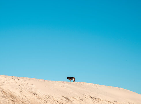 German Shepherd Dog on the Beach in Los Angeles California