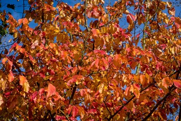 Autumn Leaves against Blue Sky