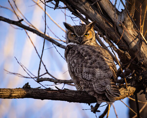 Male Great Horned Owl - bubo virginianus - roosting in tree making eye contact in warm evening sunlight 