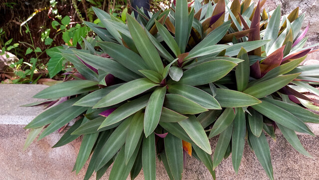 leaves with the Latin name Tradescantia zebrina (Wandering Jew) with a beautiful combination of red and green colors