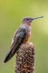 Giant Hummingbird. Patagona gigas. largest member of the hummingbird family