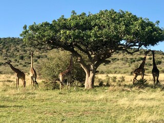 Giraffes under a tree, Africa