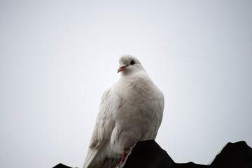 white dove