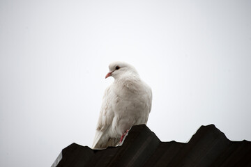 white dove 