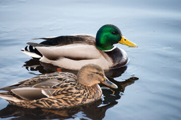 Couple of ducks on the water