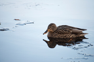 duck on a lake