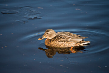 duck in the water