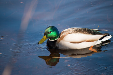 duck on the water