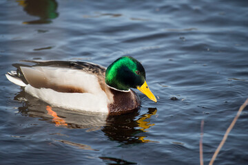duck on the water