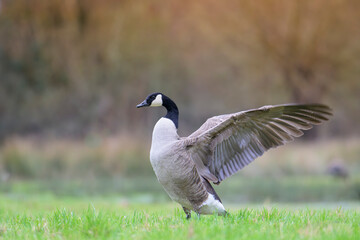 Kanadagans Branta canadensis