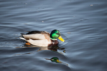 duck on the water