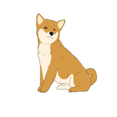 cute corgi