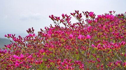 Azalea, Korea's representative spring flower