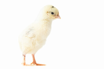 A small chick peers forward while standing on a hand, with a clean white background