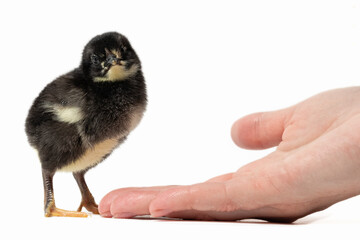 A black chick with fluffy feathers looks curiously at a human hand on a white background