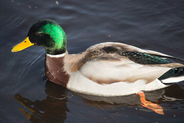 duck on the lake