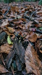 Salamandre dans une forêt des Cévennes