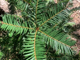 Fototapeta premium Pacific Yew