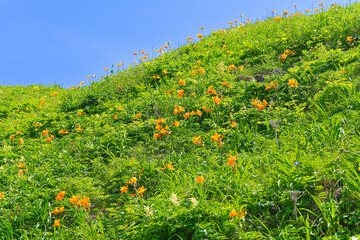 礼文島岬めぐり