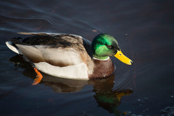 duck on the water