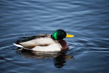 duck on the water
