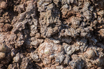 bark of a tree