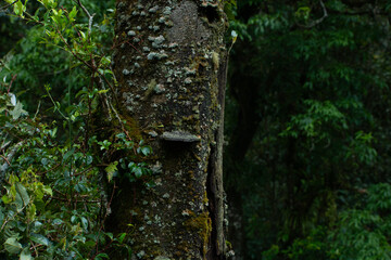 big mushroom growing on tropical rainforest tree in Lawu Mountain, indonesia