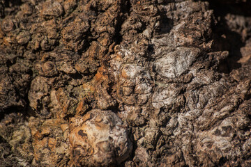 Wooden texture 