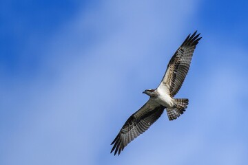 青空バックに頭上を悠然と飛ぶミサゴ