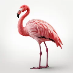 Fotobehang Elegant pink flamingo standing on one leg with a white background, ideal for nature and wildlife themes. © ardanz