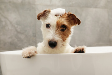 Portrait of cute dog with shampoo foam on head in bath tub indoors - obrazy, fototapety, plakaty