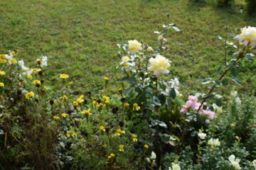 Obraz premium flowers, plants