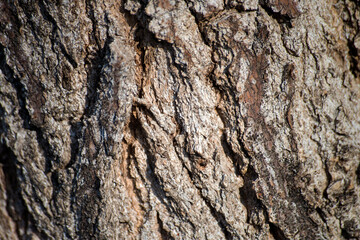 bark of a tree texture 