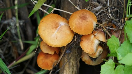 Autumn Skullcap ( Galerina marginata, funeral bell, deadly skullcap, autumn skullcap, deadly galerina). The toxins found in Galerina marginata