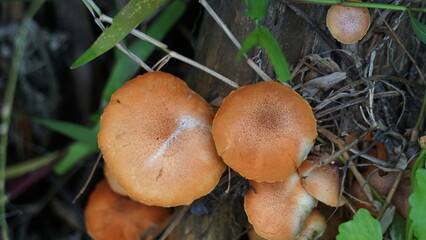 Autumn Skullcap ( Galerina marginata, funeral bell, deadly skullcap, autumn skullcap, deadly galerina). The toxins found in Galerina marginata