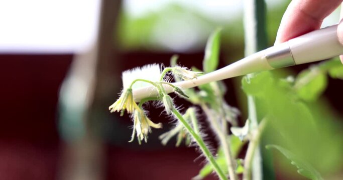Hand using electrical vibrating toothbrush to mimic bees to manual pollinate tomato flowers in home garden